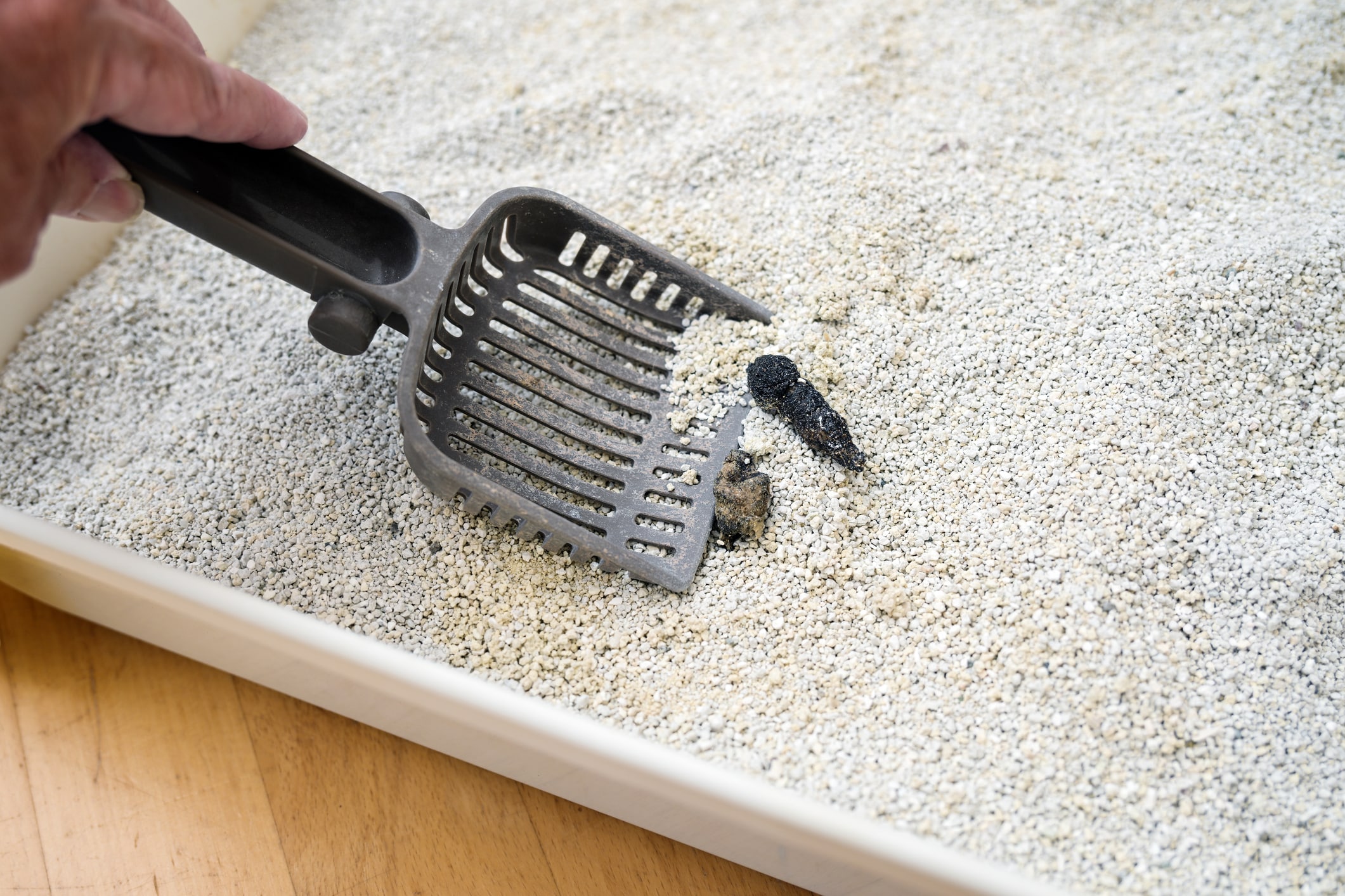 Removing Feces From A Cat Toilet Box With Clumping Litter That Absorbs Moisture And Odors, Pet Hygiene At Home Concept, Copy Space