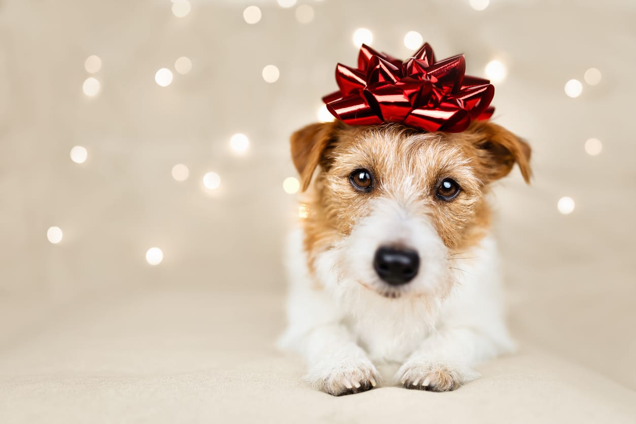 Ne Pas Offrir D'animal À Noel