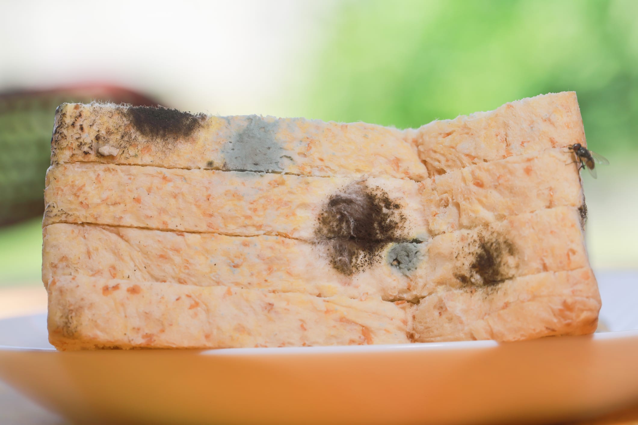 Rotten, Moldy Bread Should Not Be Eaten.