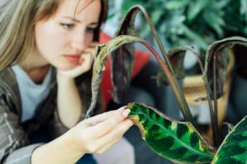 plantes sans entretien pour les occupés