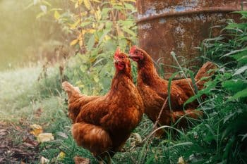 Countryside. Red Hens Walking Free On Farm.