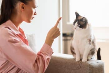 Lady Points Finger At Cat With Behavioral Problems At Home