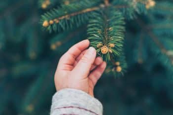 Baby Hand Touching Fir Tree