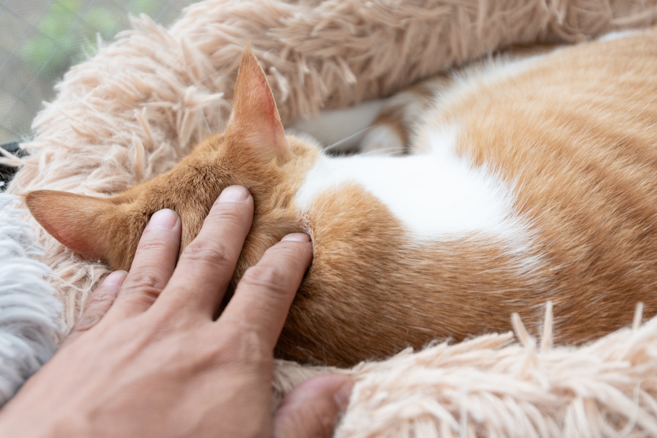 réveiller chat qui dort