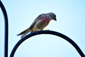 roselin pourpré (Carpodacus purpureus) danger