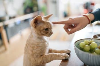 se faire obéir chat