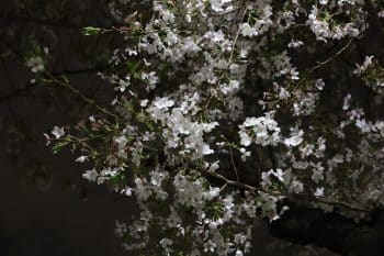 Prunus "Starlight" élu plante de l'année