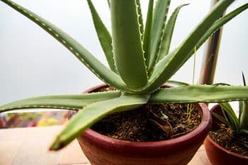 aloe vera branche mole