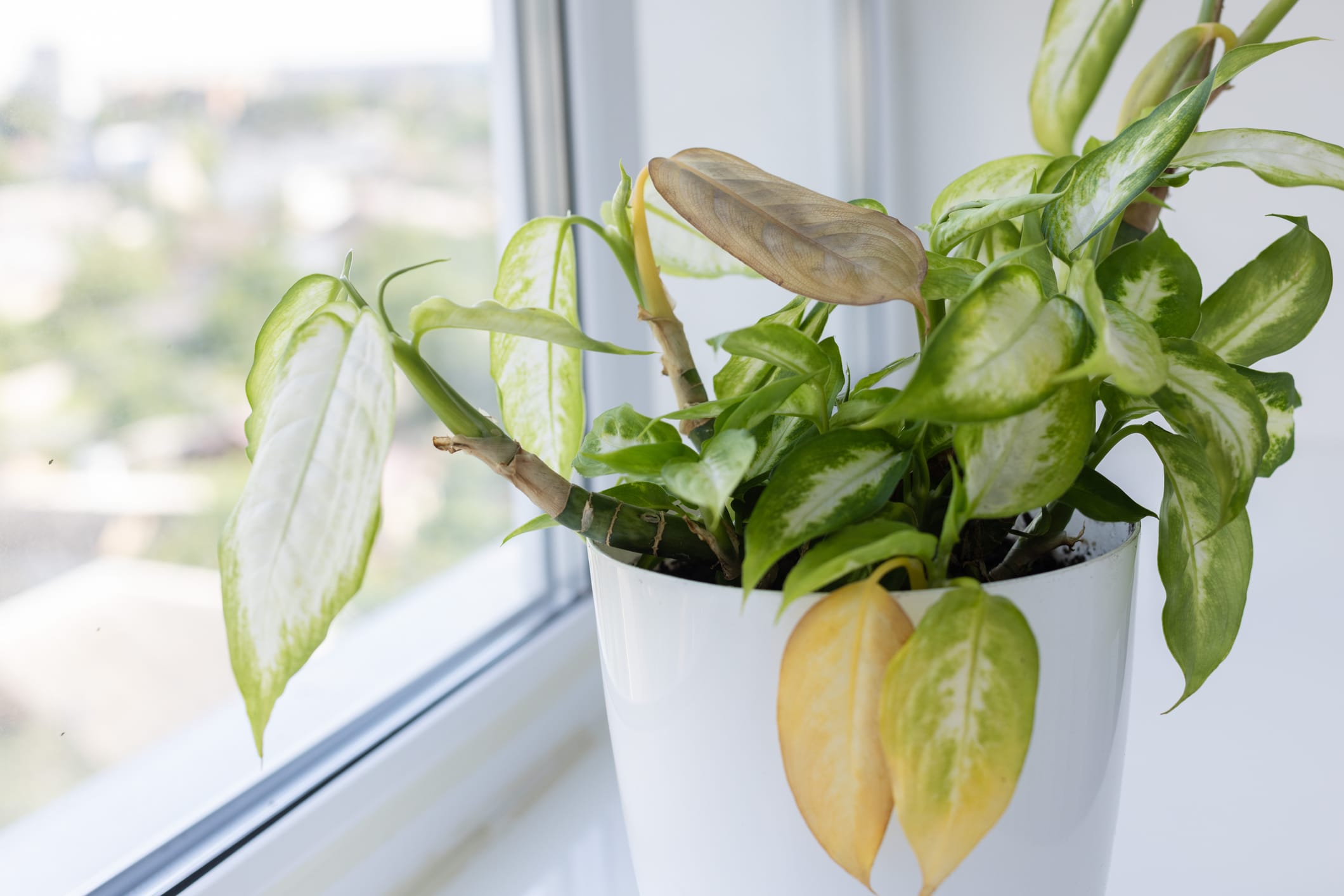 Houseplant With Yellow Damage Leaves.