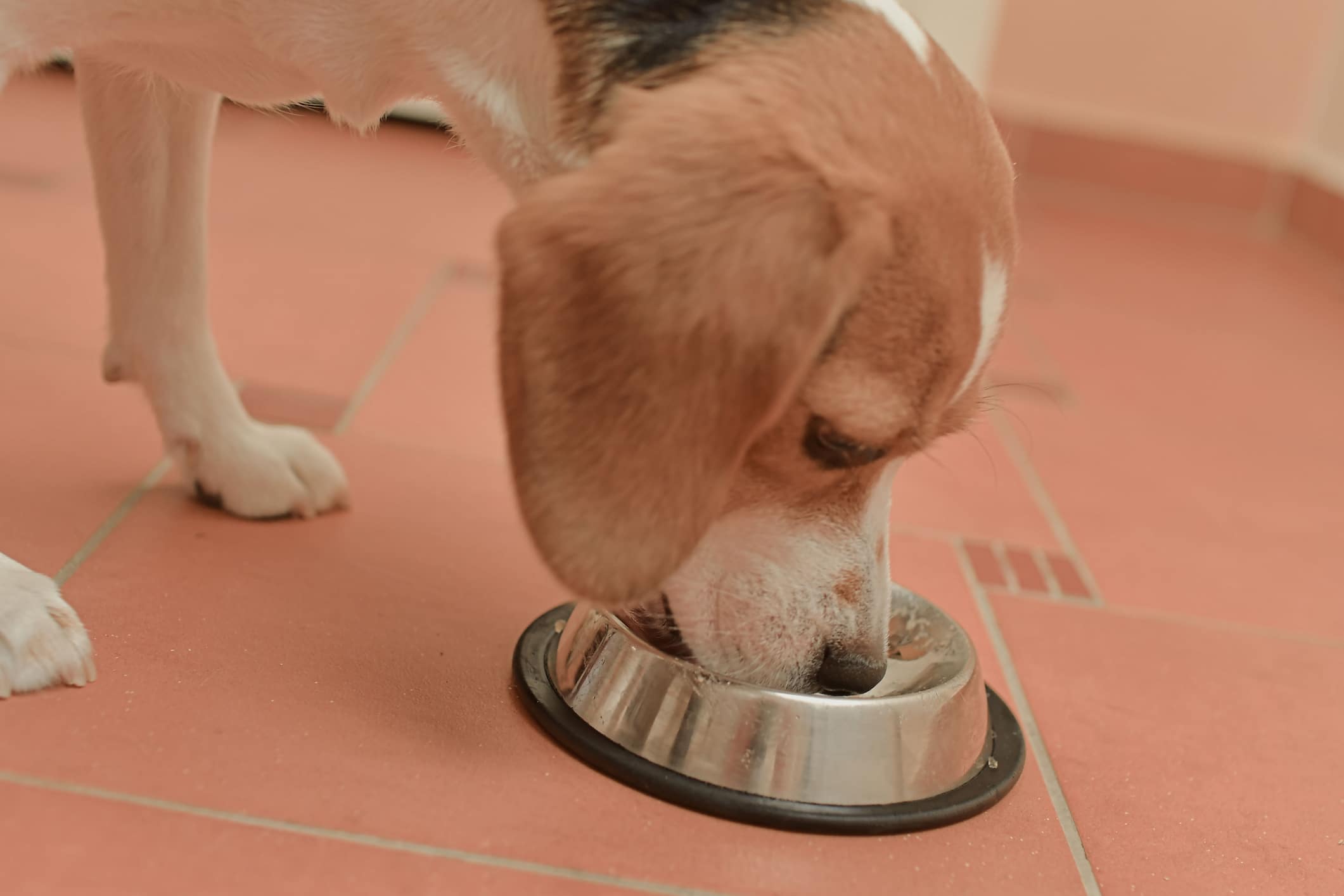 chien croquettes eau