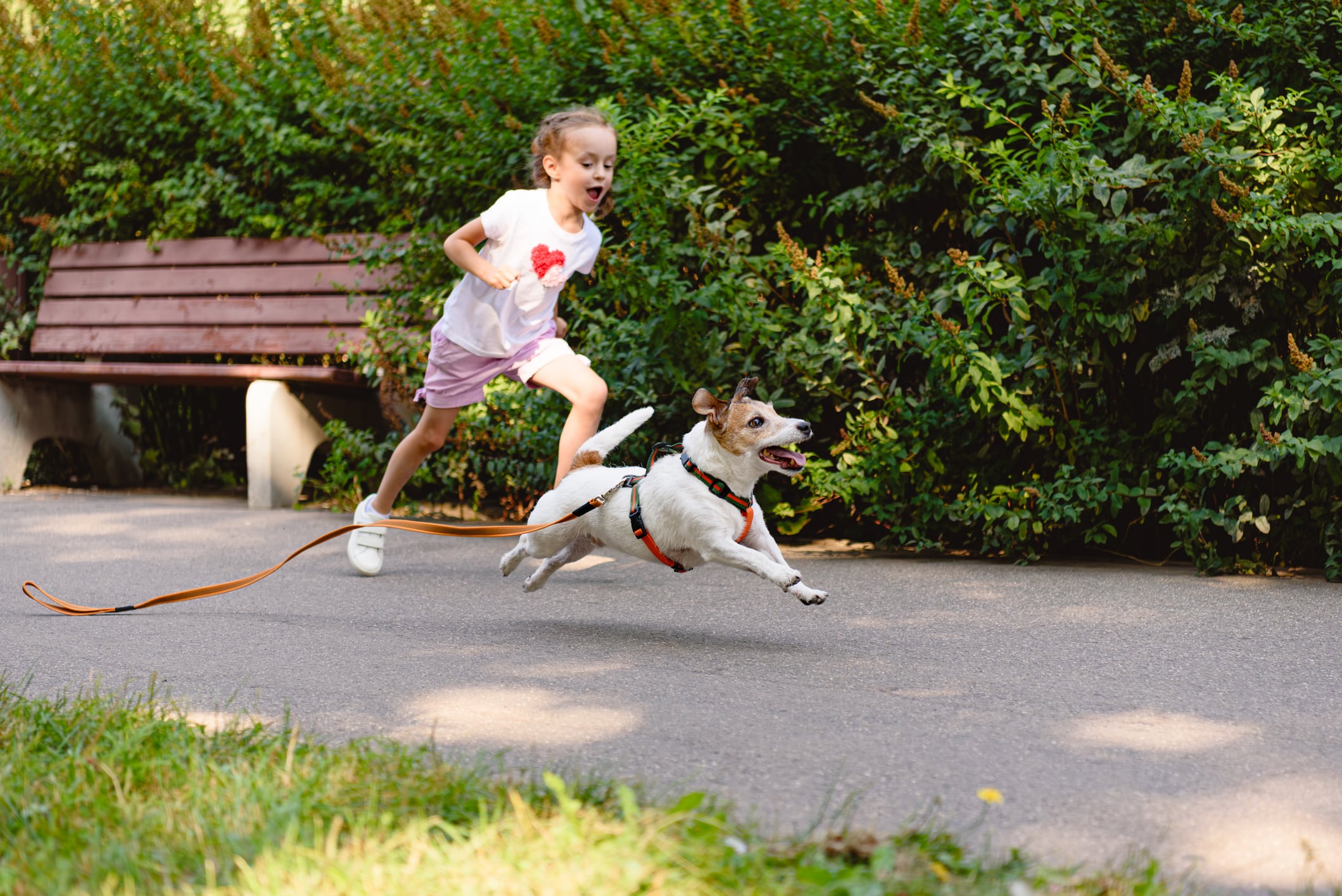 chien enfui
