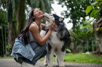 A Woman Is Playing With Her Dog While Taking It For A Walk In A Park. The Dog Licks Her Face.