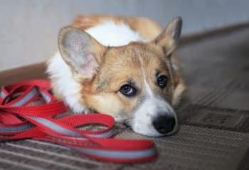 fréquence promener son chien