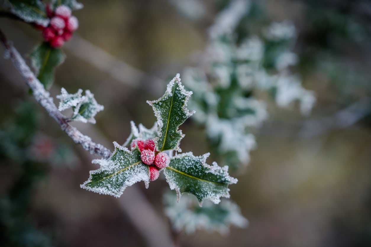 houx hiver