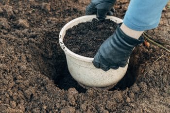 planter houx janvier bonheur