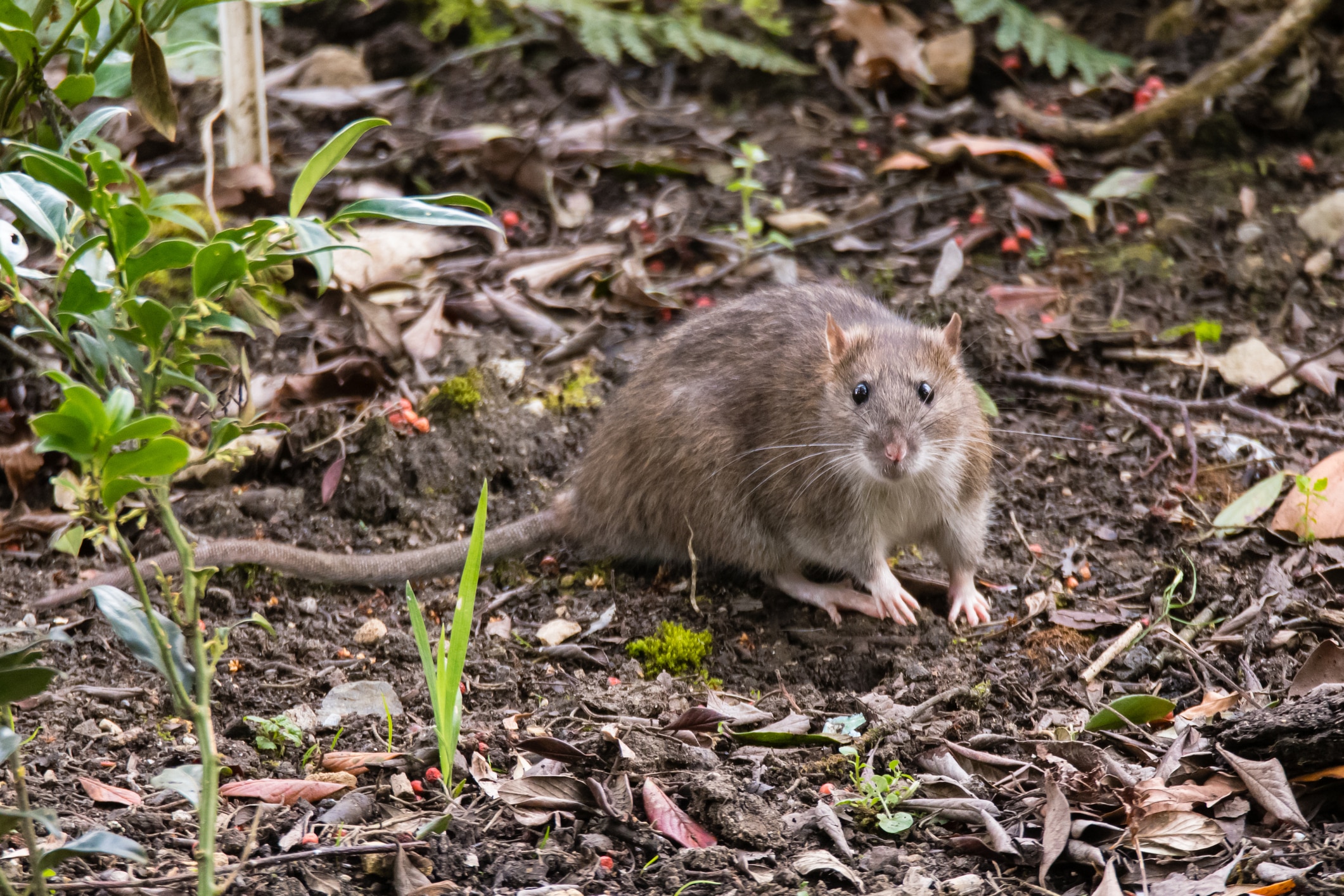 Brown Rat (rattus Norvegicus) Looking At Camera