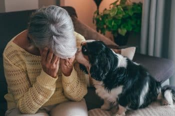 transmettre angoisse chien chat