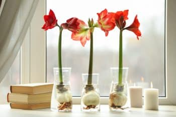 Amaryllis