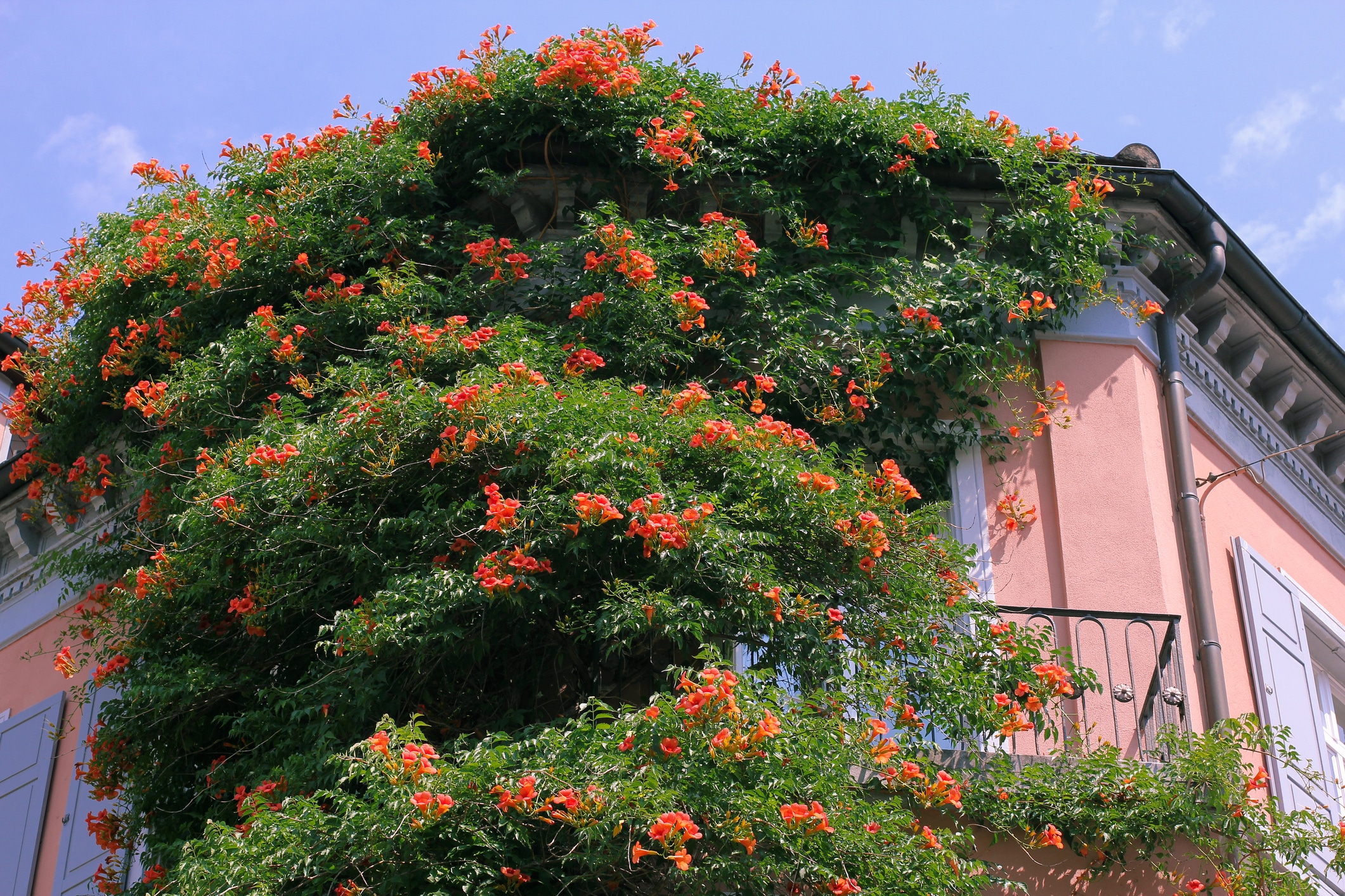 Campsis radicans mur