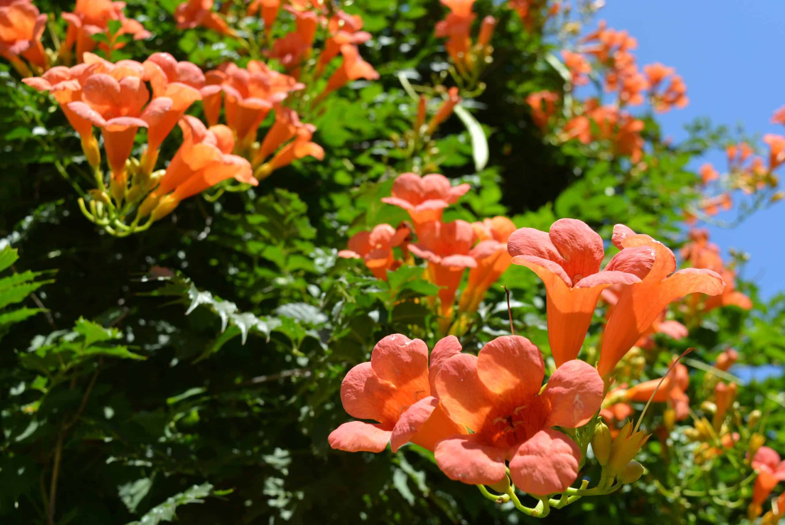 Campsis radicans