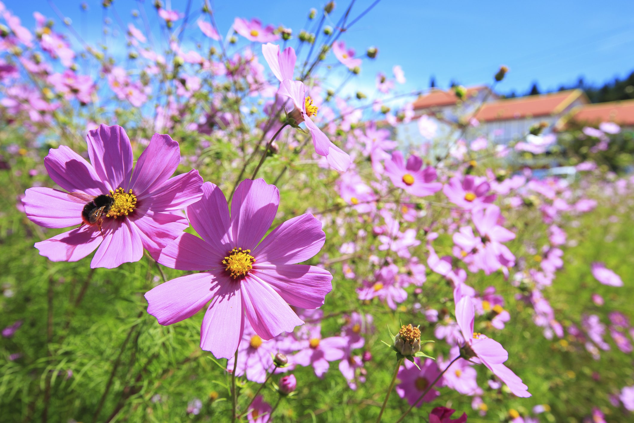 Coréopsis jardin couleur