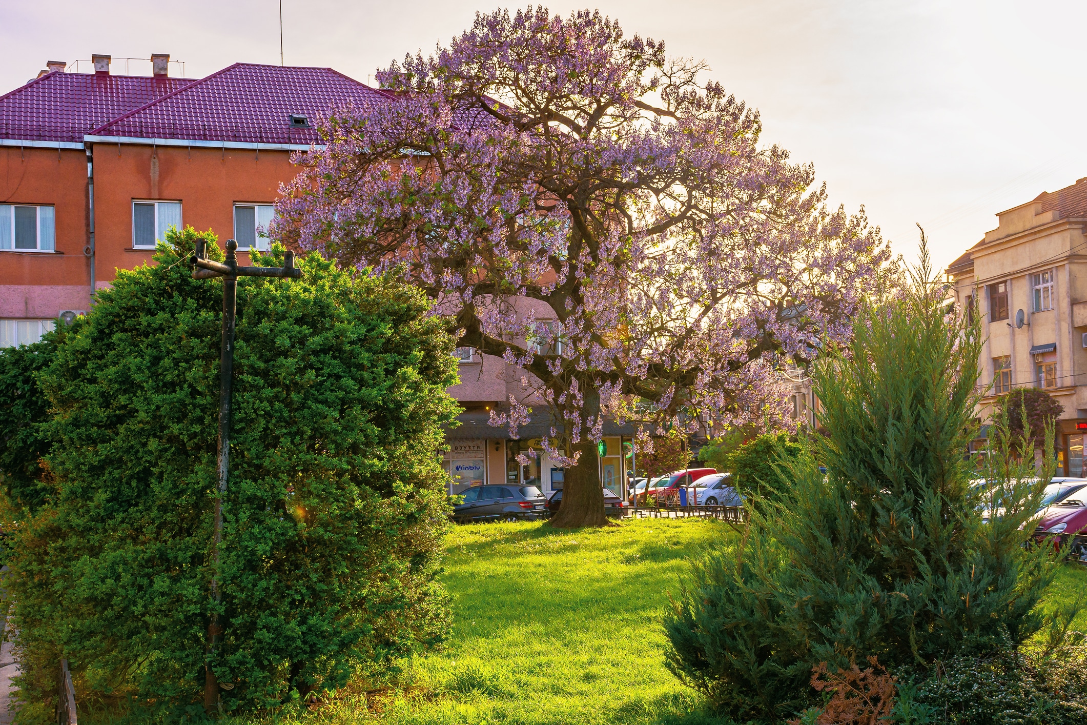 Paulownia Tree In The Town Center