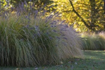 Pennisetum Alopecuroides Hameln Foxtail Fountain Grass Growing In The Park, Beautiful Ornamental Autumnal Bunch Of Fountaingrass