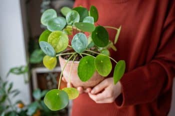 Woman Hand Holding Terracotta Pot With Pilea Peperomioides Known As Chinese Money Plant. Plant Lover