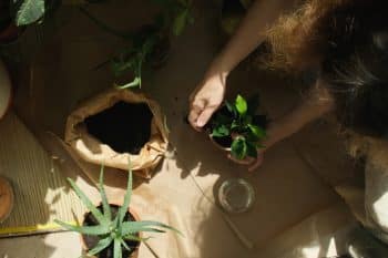 Home Gardening. Woman Planting Plant In Pot.