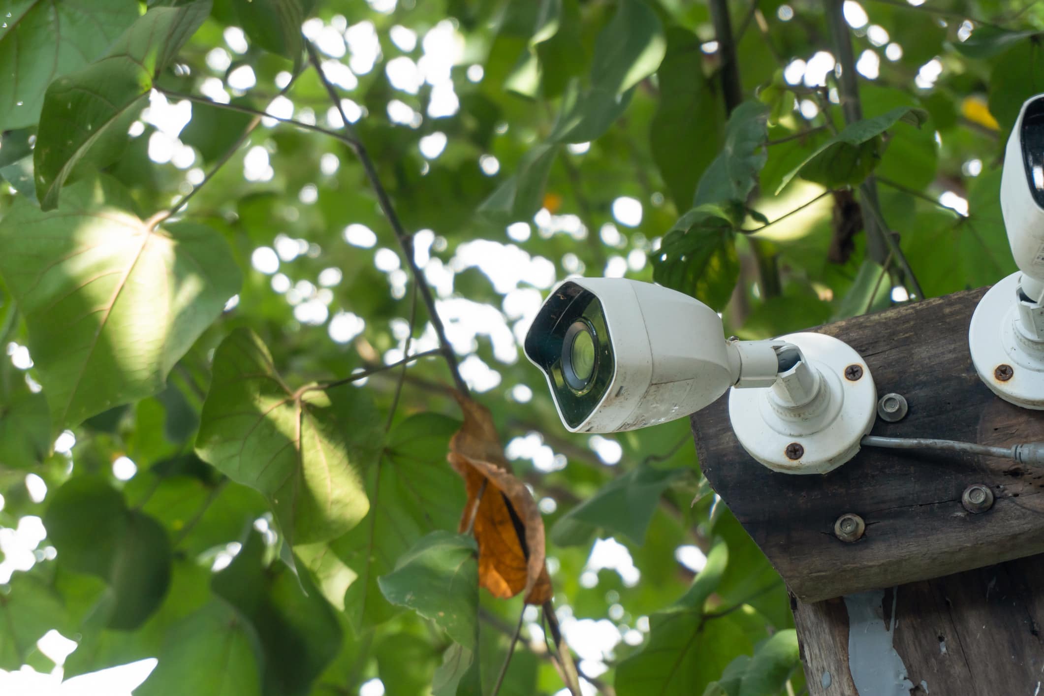 White Cctv Installed On The Tree Which Refer To Harmony Between Technology And Nature. Cctv Hid On The Tree To Detect Thief