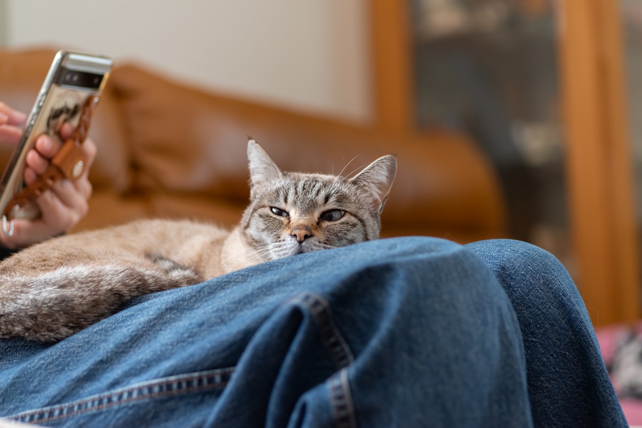 chat genoux collant