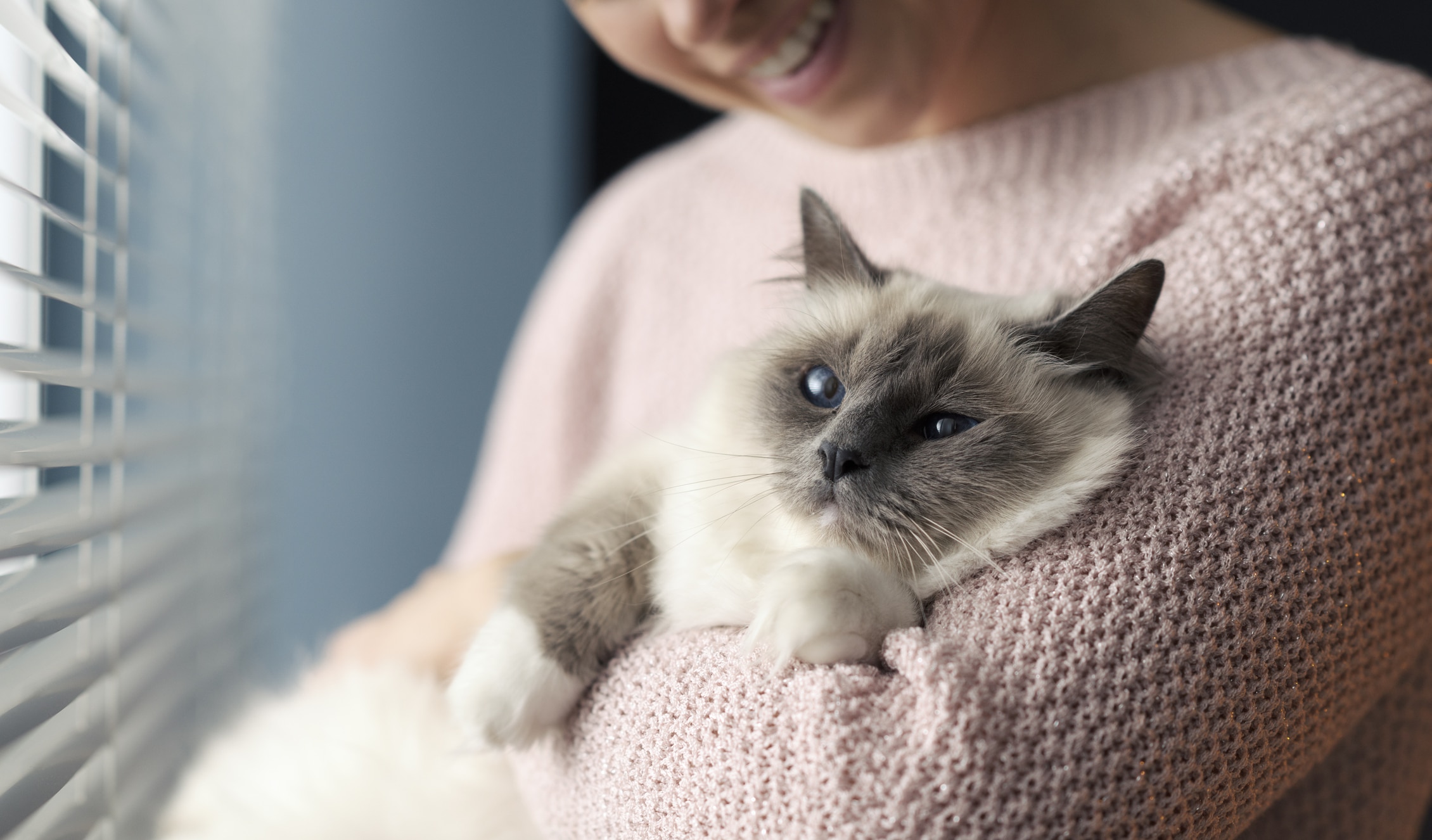 chat préféré 2024 Sacré de Birmanie