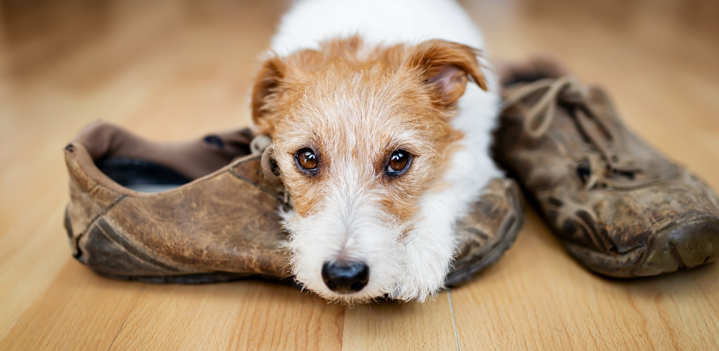 chien angoisse séparation