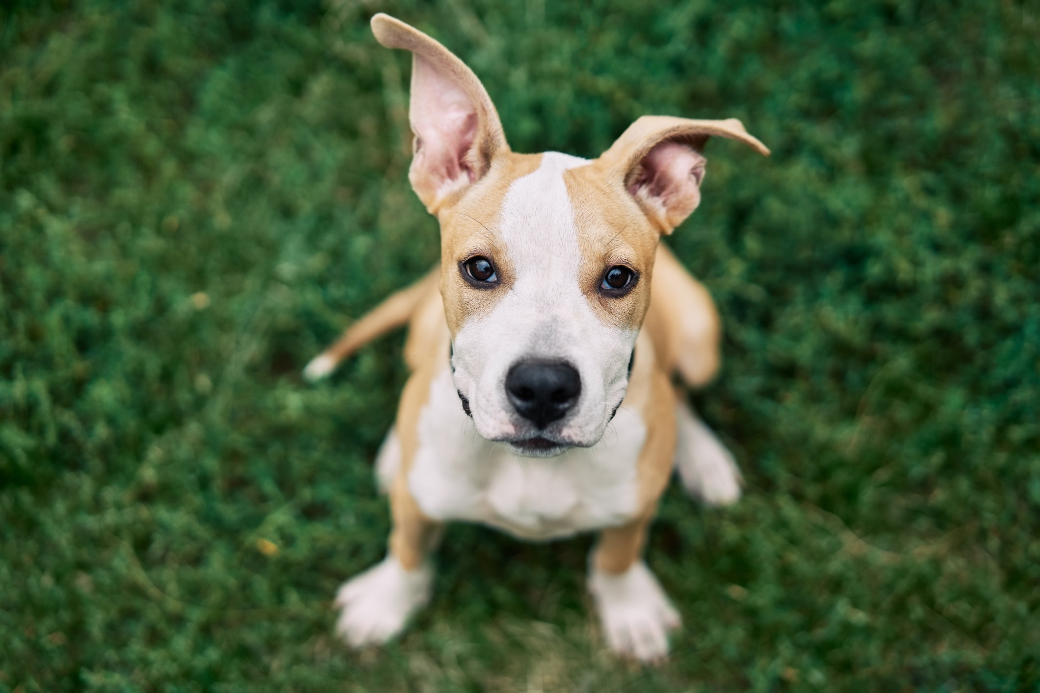 Cute Small American Staffordshire Terrier Puppy Sitting Outdoors