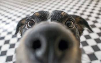 Playful Dog Face, Black White And Brown, With Nose Close To The Camera Lens, Focus On Face, Closeup, With Black And White Tiled Floor Background