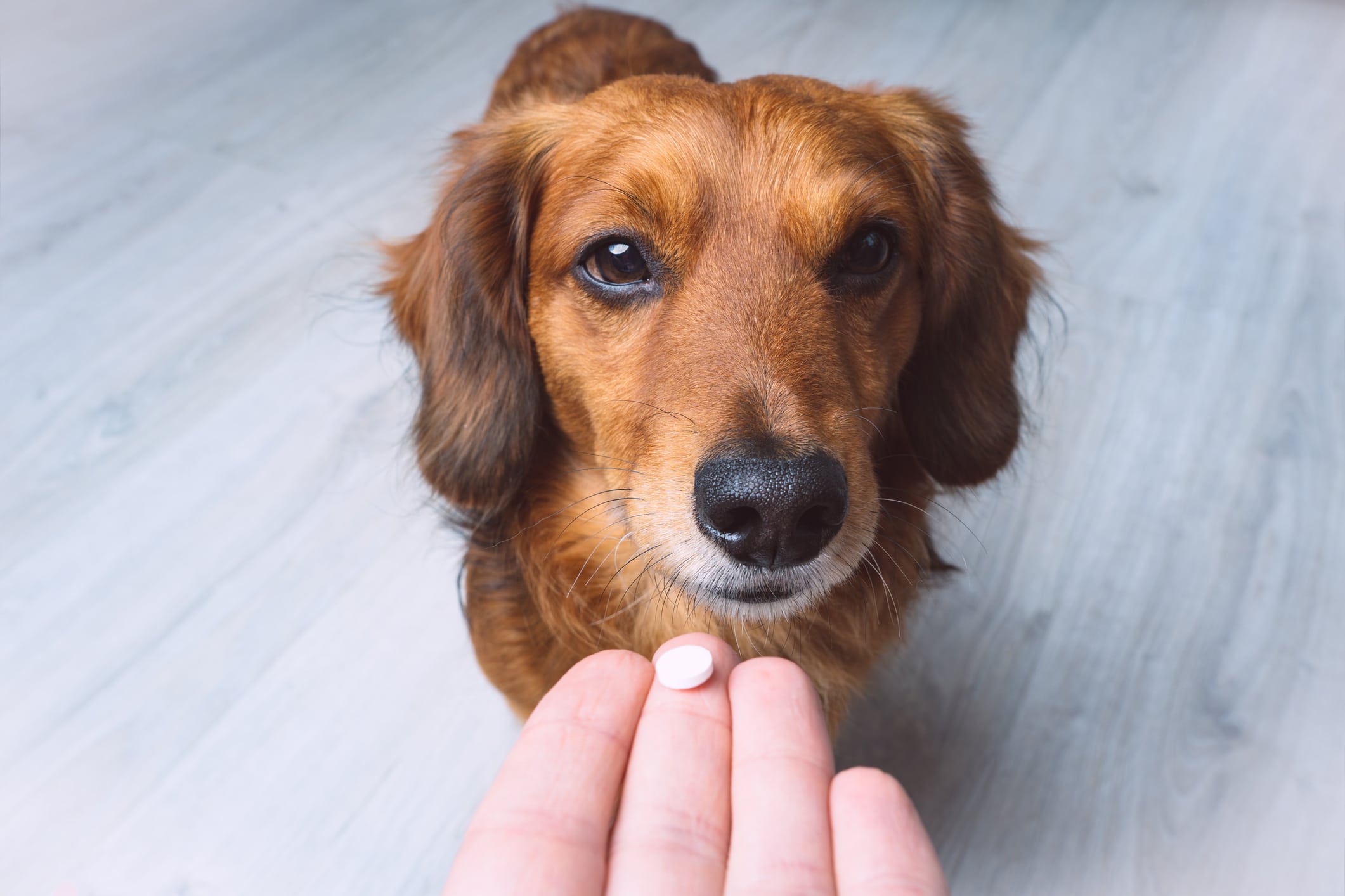donner chien comprimé