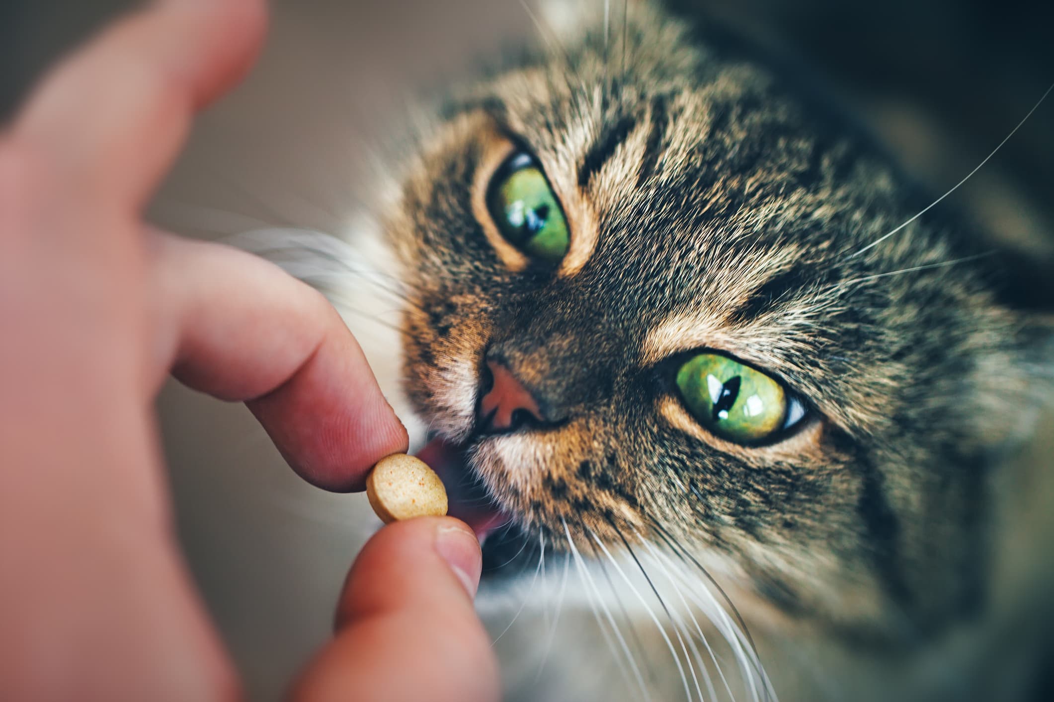donner comprimé chien chat
