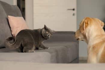 A Gray British Cat Looks Wary At A Labrador Living Together, The Foreground Is Blurred