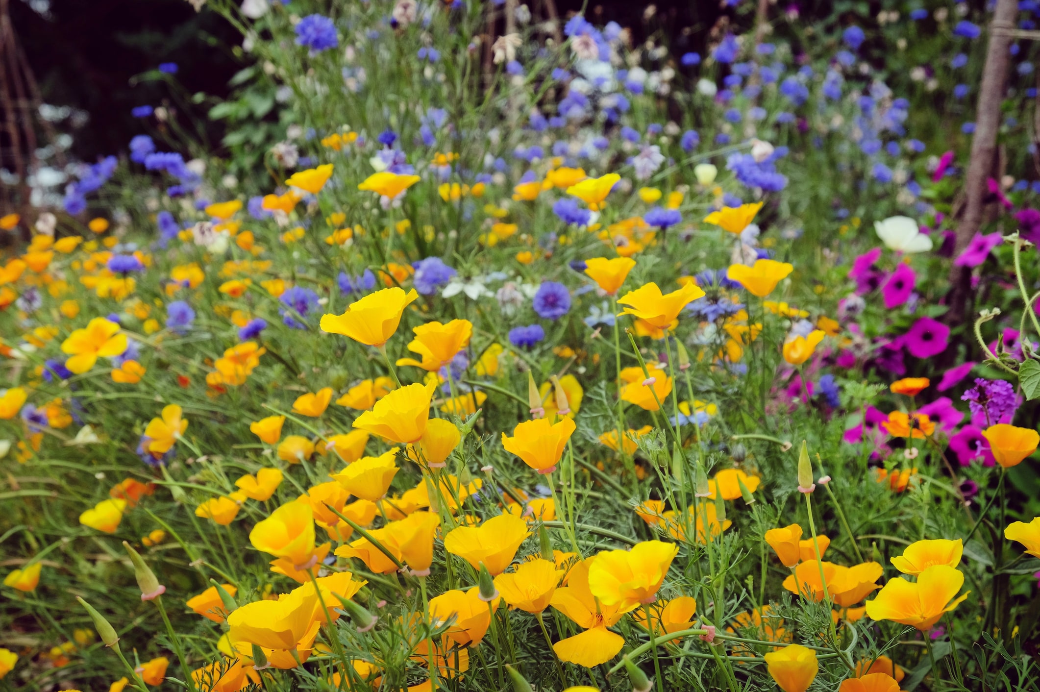 jardin fleuri mars