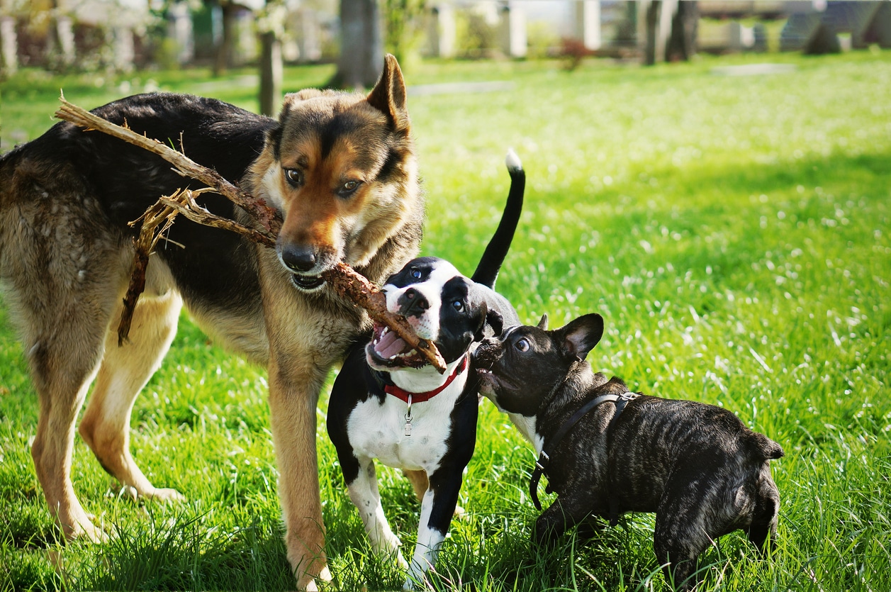 jeu chien sociable