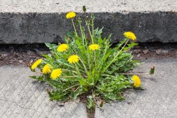 mauvaise herbe devant chez moi