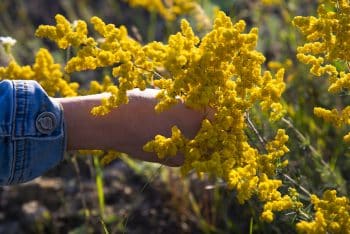 mimosa jardin