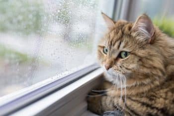 Cat Near Window In Raining Day