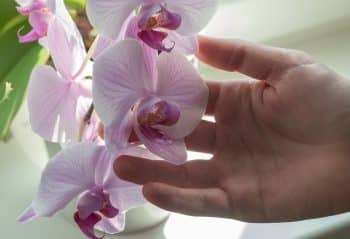 orchidée maison soins hiver