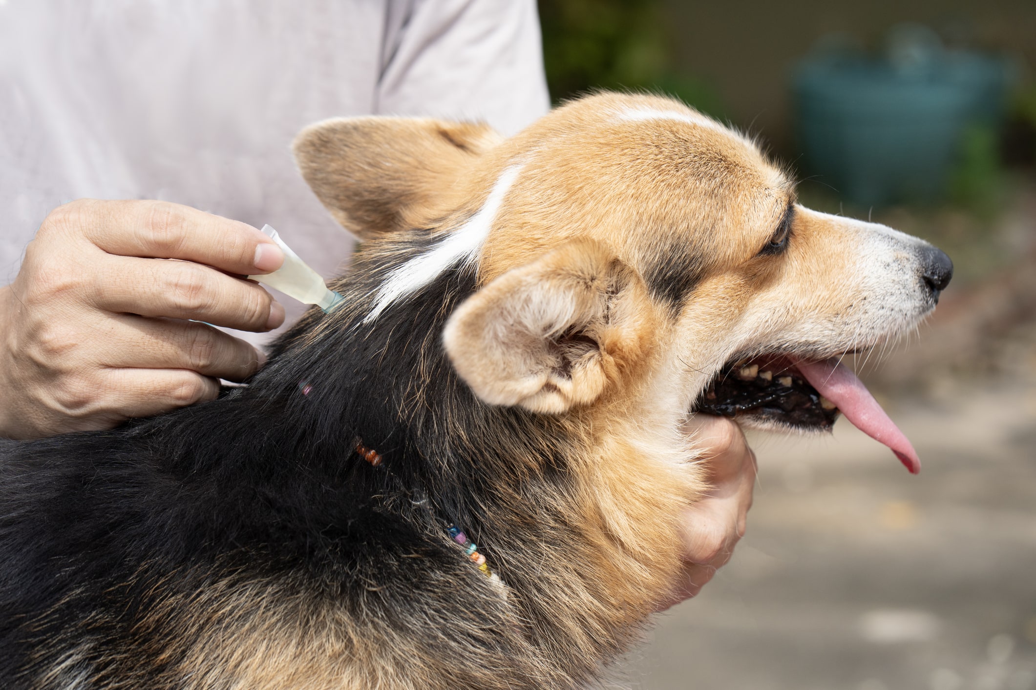 pipette antiparasitaire chien