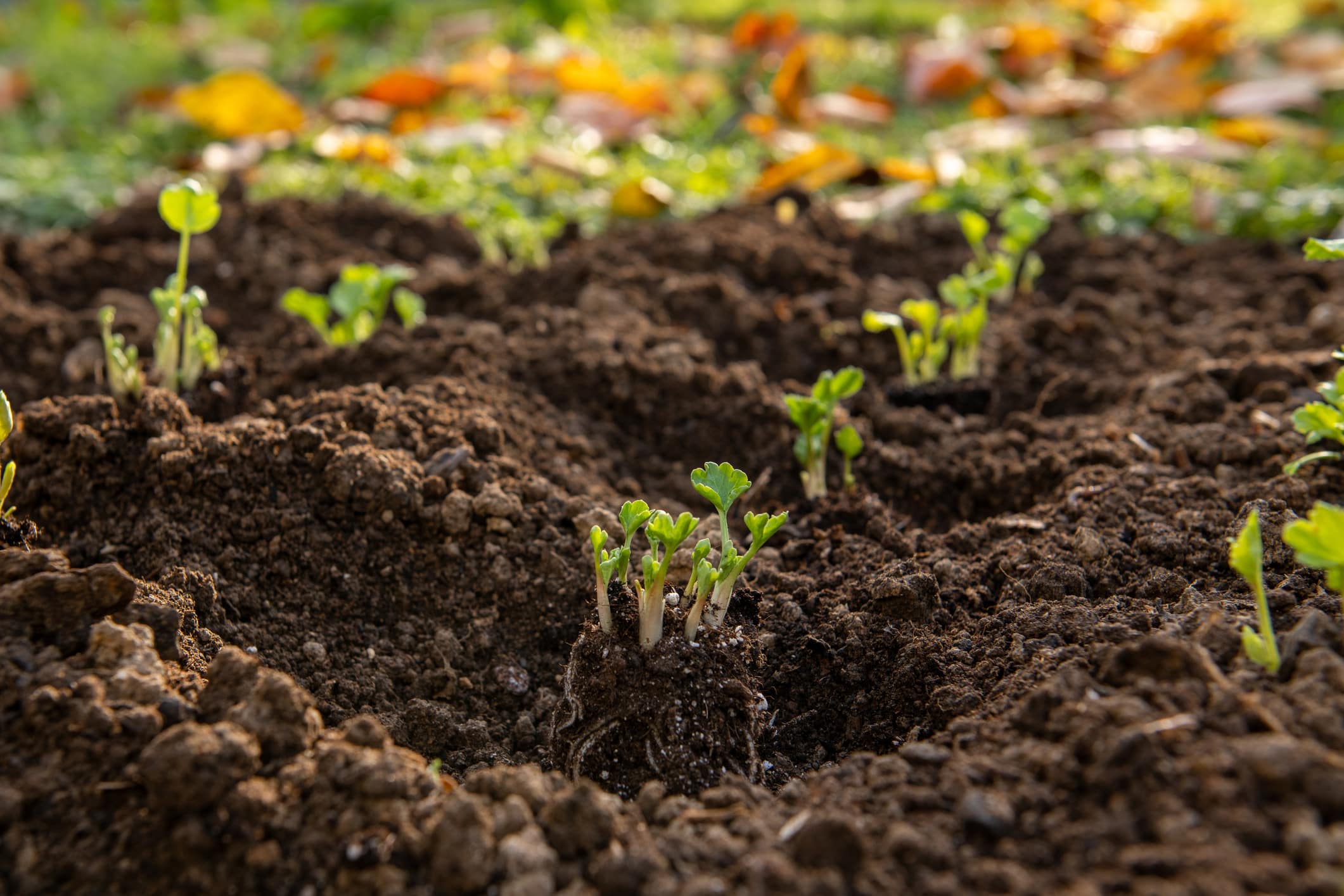 Planting Ranunculus Flowers. Flowerbed With Presprouted Ranunculus Corms Or Persian Buttercup Seedlings.