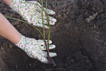 planter rosiers