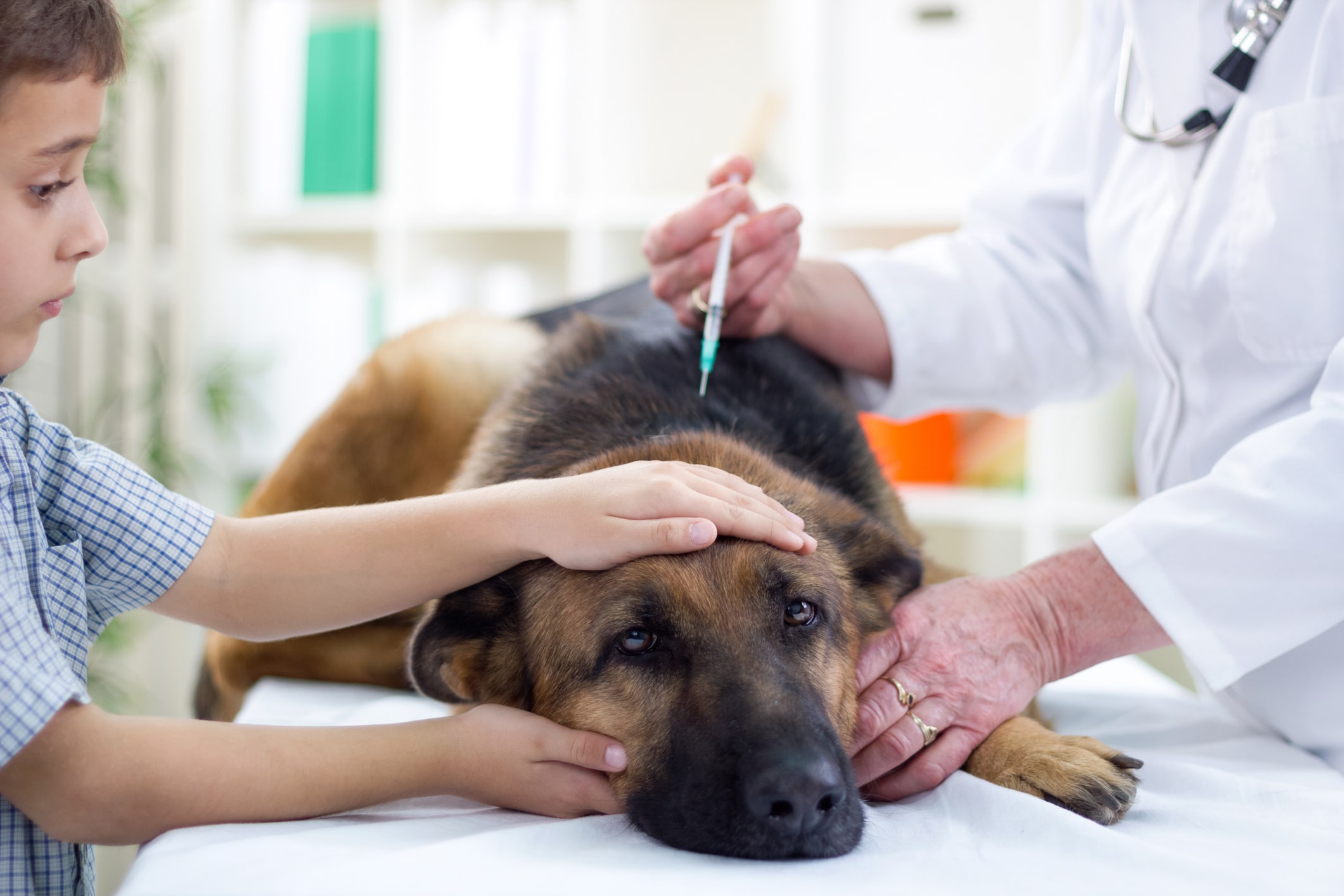 remboursement assurance animaux