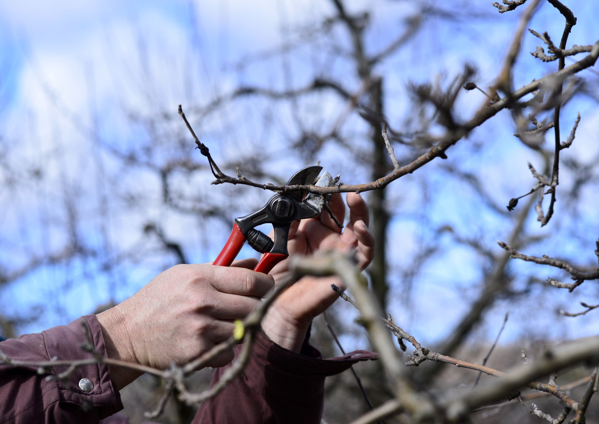 Farmer Pruning Apple Tree In Orchard