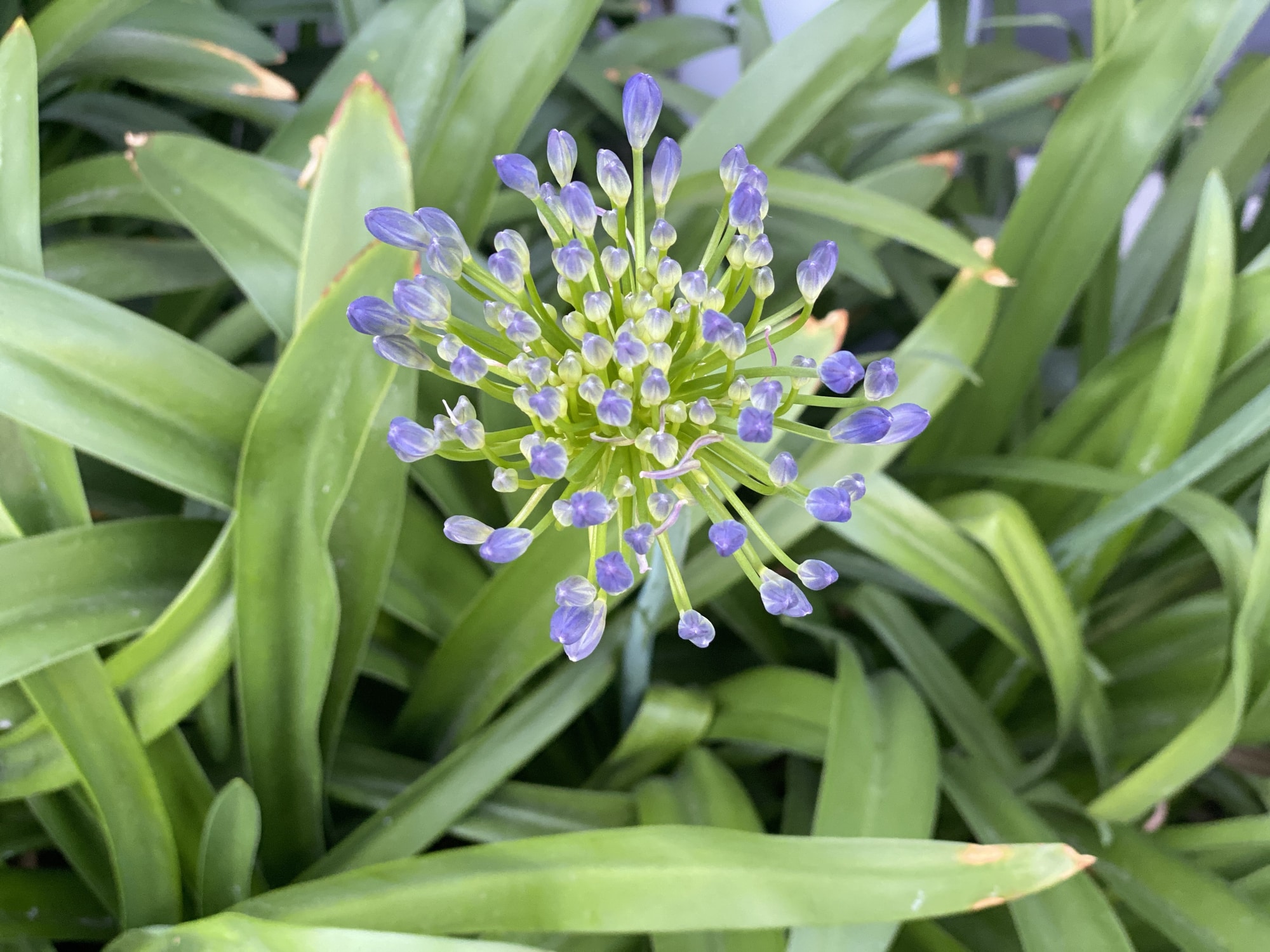 agapanthes printemps soin